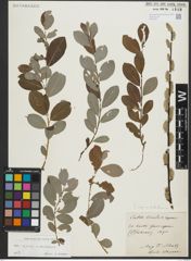 Foto von Salix repens L. x Salix starkeana Willd.